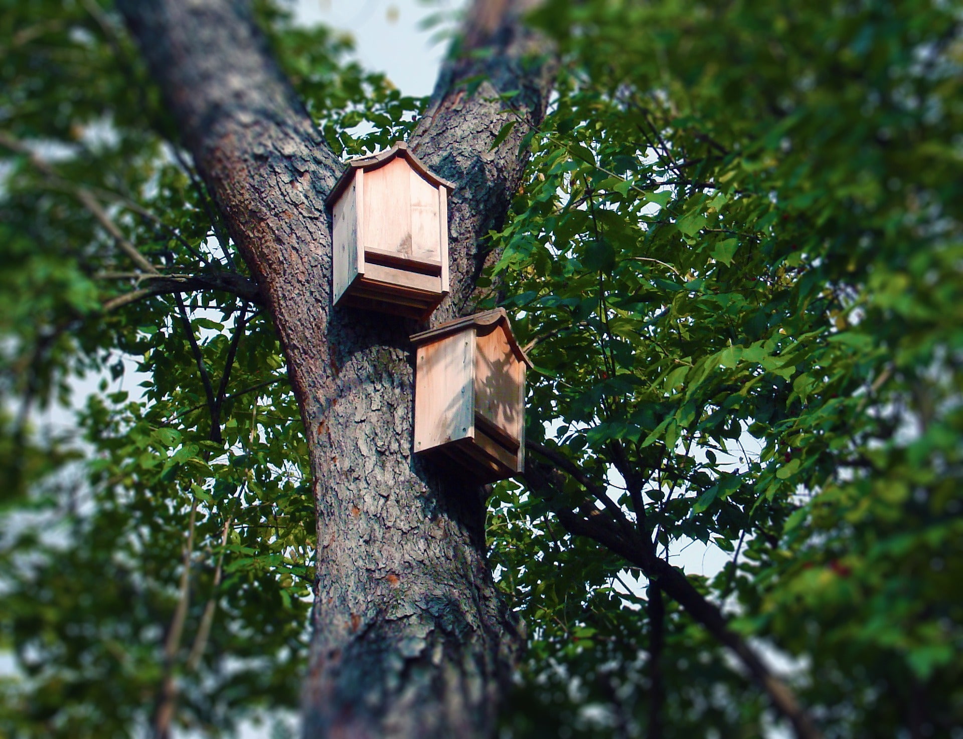 The Surprising Benefits Of Bat Boxes And Why You Should Have One