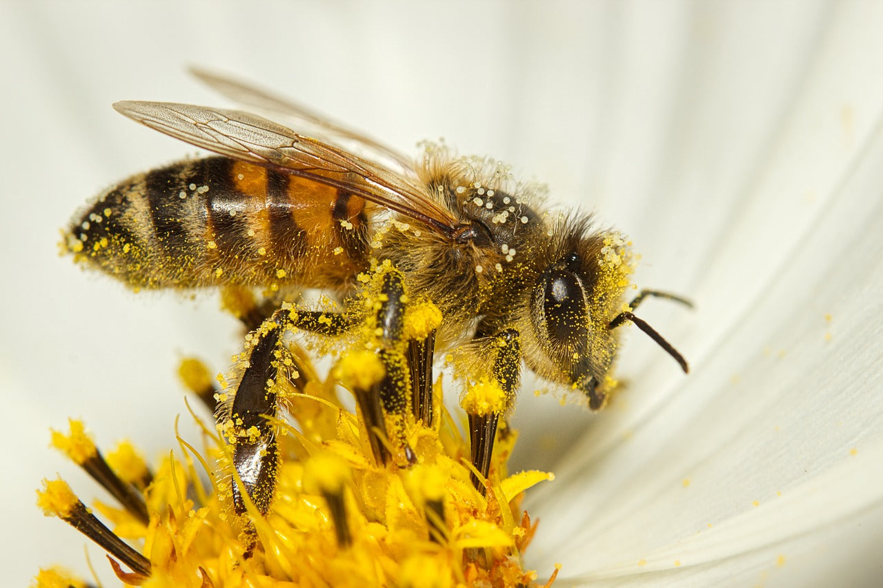 How Do Bees Pollinate? Understanding the Crucial Role of Bees in Pollination. Image by Michael Reichelt from Pixabay
