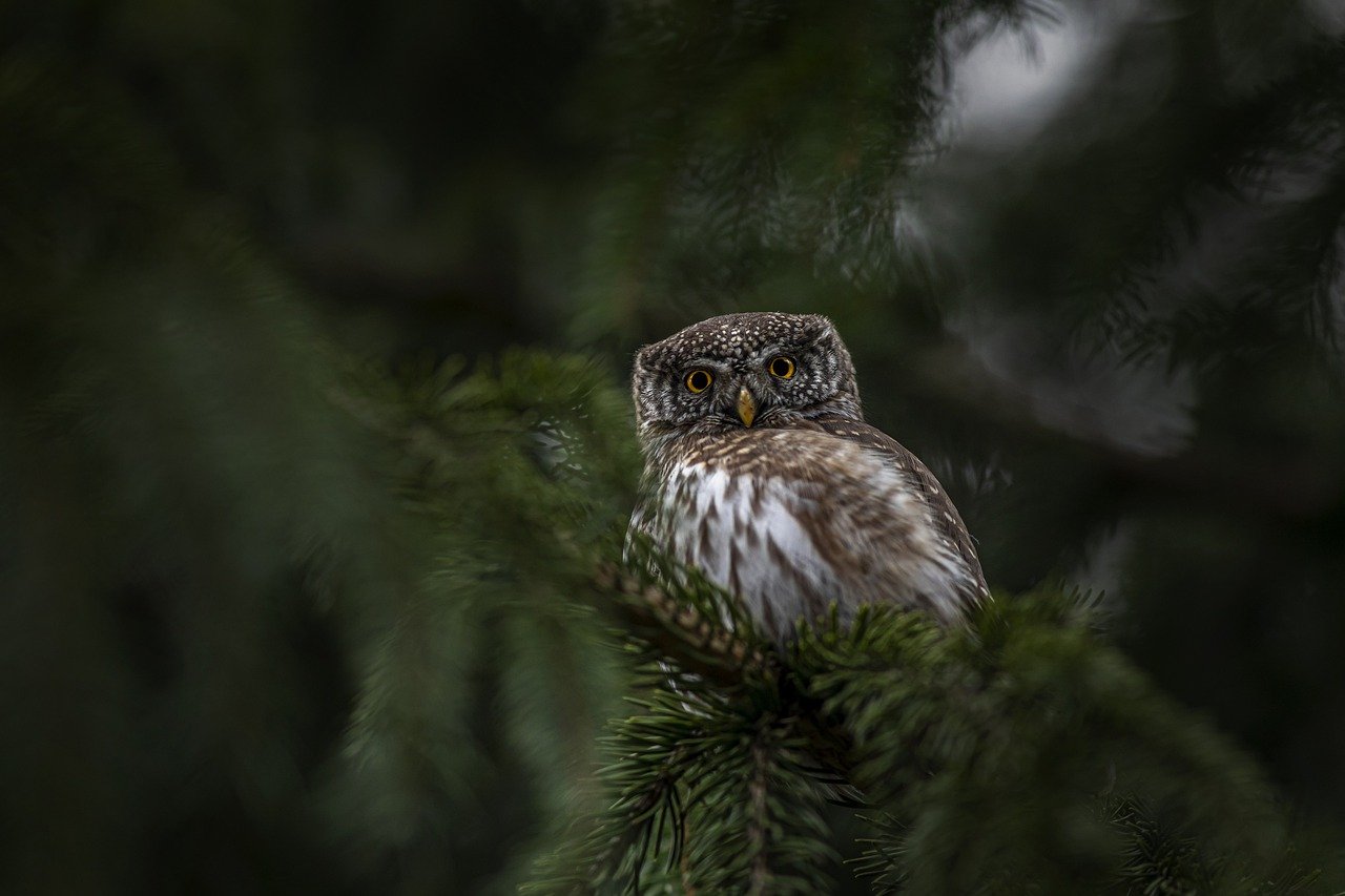 The Silent Hunters: Why Owl Boxes and Bat Boxes Shouldn't Mix | Image by Erik Karits from Pixabay