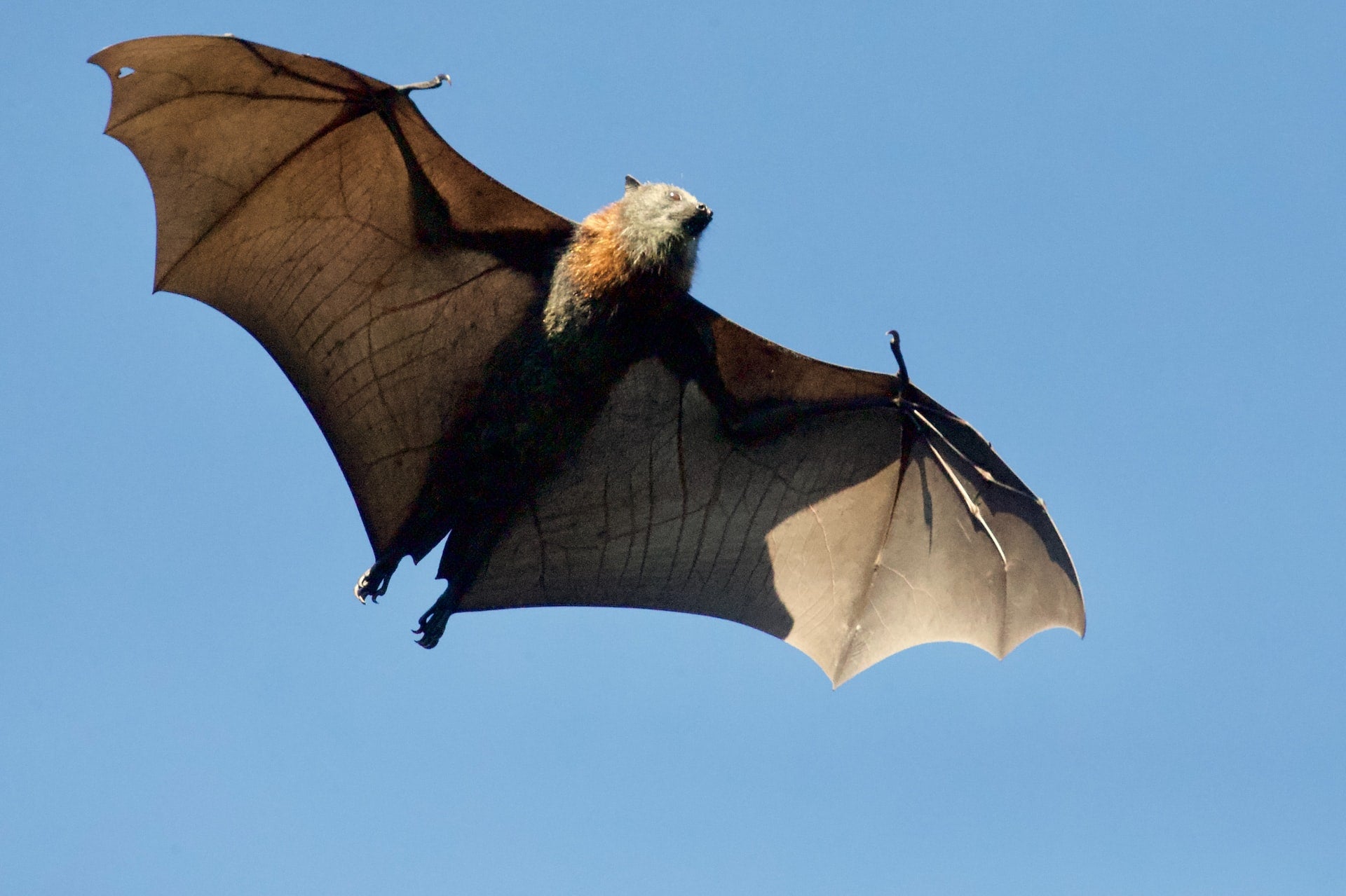 Some Interesting Busted Myths and Facts About Bats! 