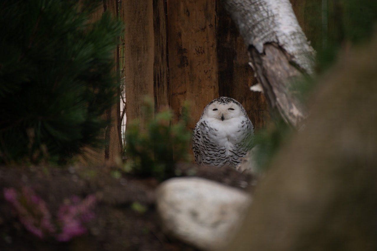 How to Attract Owls: A Comprehensive Guide Photo by NinaLesley
