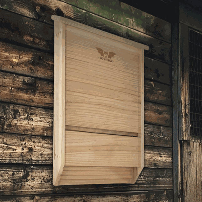 Three-chamber premium cedar bat house mounted on wooden wall for natural pest control in hot climates