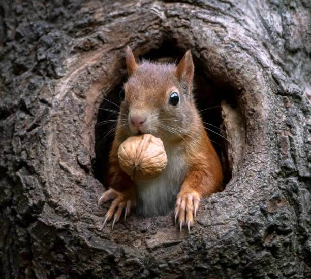 Squirrel House vs. Squirrel Feeder: Which One Does Your Backyard Actually Need?
