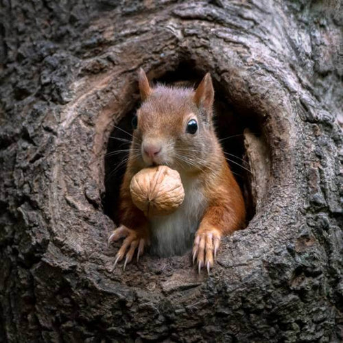 Squirrel House vs. Squirrel Feeder: Which One Does Your Backyard Actually Need?