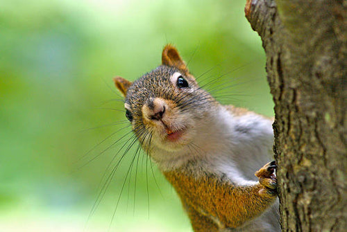 How to Attract Squirrels to Your Backyard: A Complete Guide