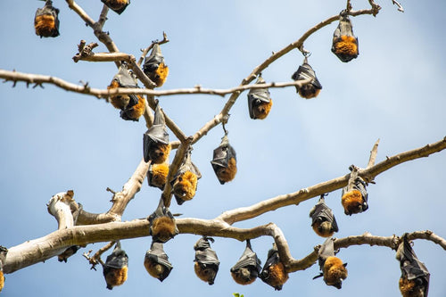 How to Get More Bats in Your Bat House - GUARANTEED
