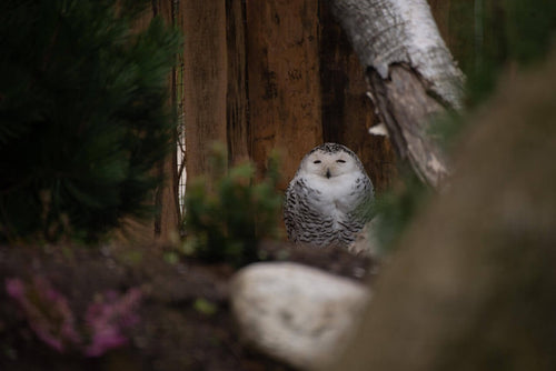 How to Attract Owls: A Comprehensive Guide
