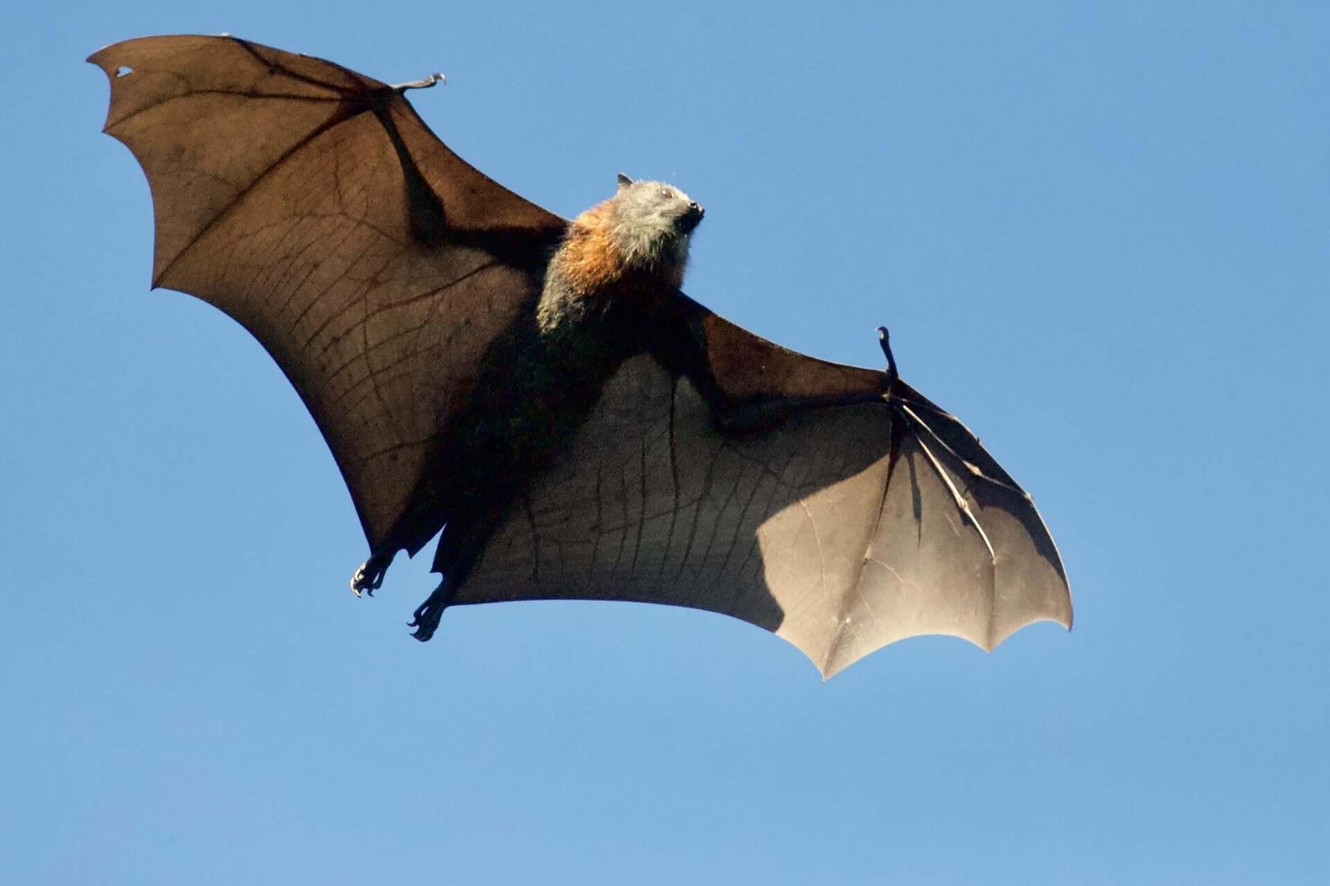 Some Interesting Busted Myths and Facts About Bats! 