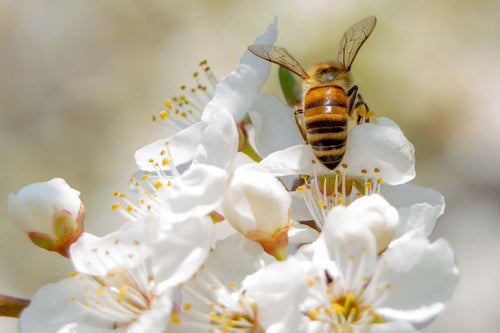 Bee Wise: How Bee Houses and Hotels Can Help Save Bees & the Environment