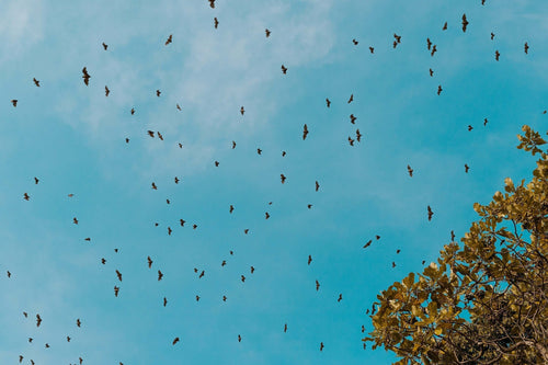 Bat Boxes Explained: A Beginner's Guide to Hosting Bats