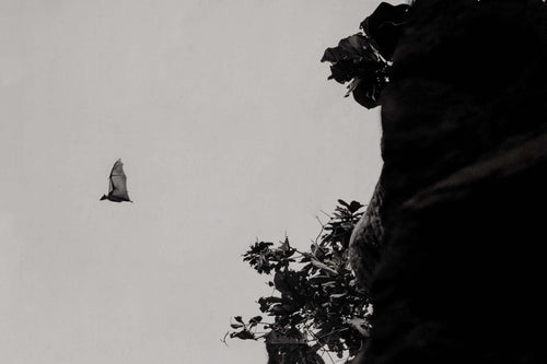 How Many Mosquitoes Do Bats Eat? The Real Numbers