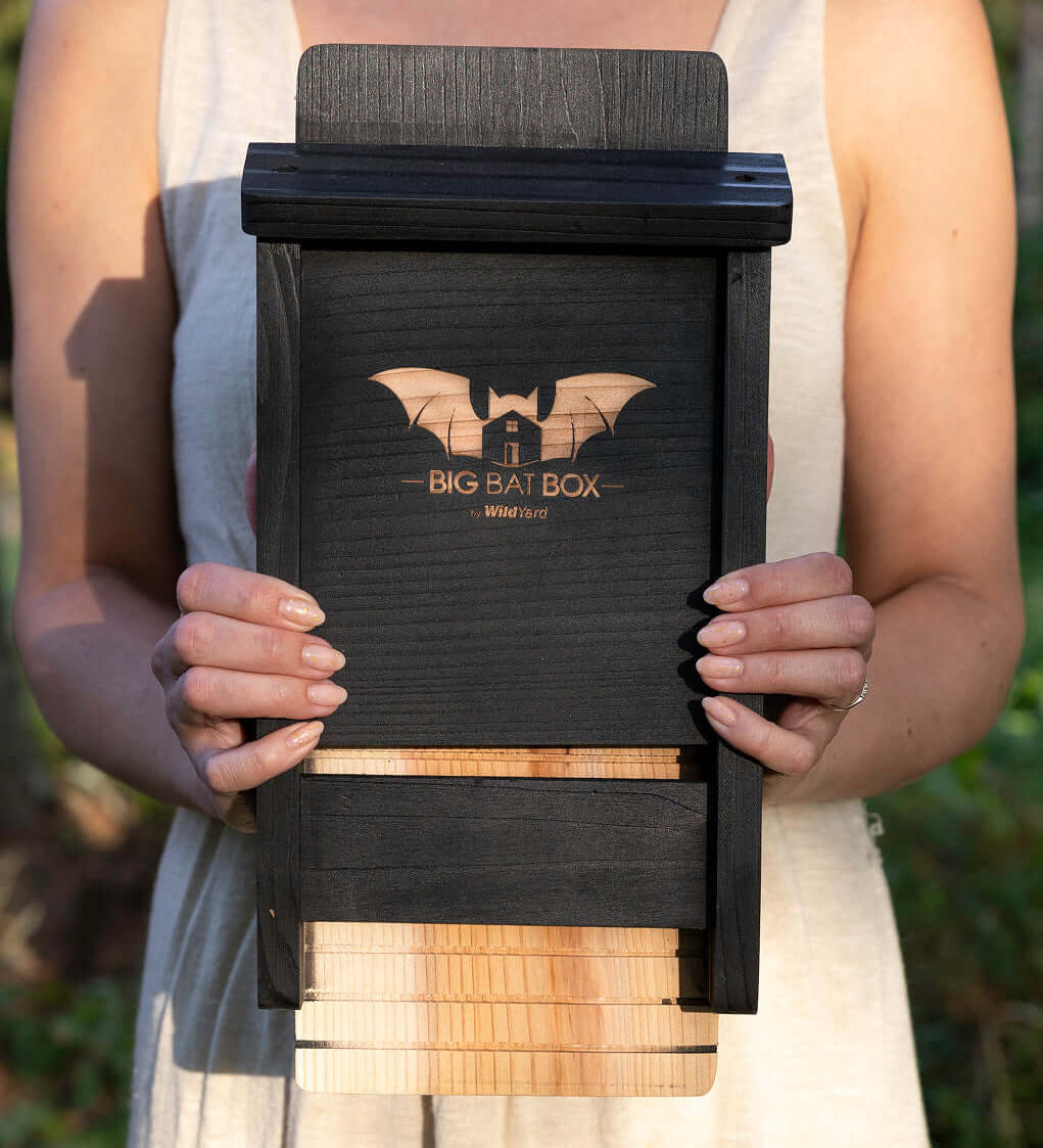Why Big Bat Box Outperforms the Rest | WildYard Bat Boxes
