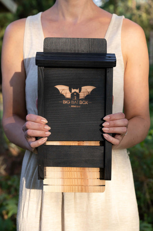 Why the Big Bat Box Outperforms the Rest: The Clear Choice for Conservation and Quality