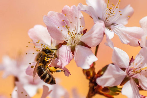 Unveiling the World of Bees: Nature’s Tiny Architects