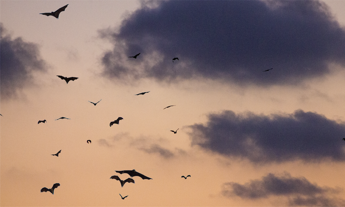 Interesting Bat Facts