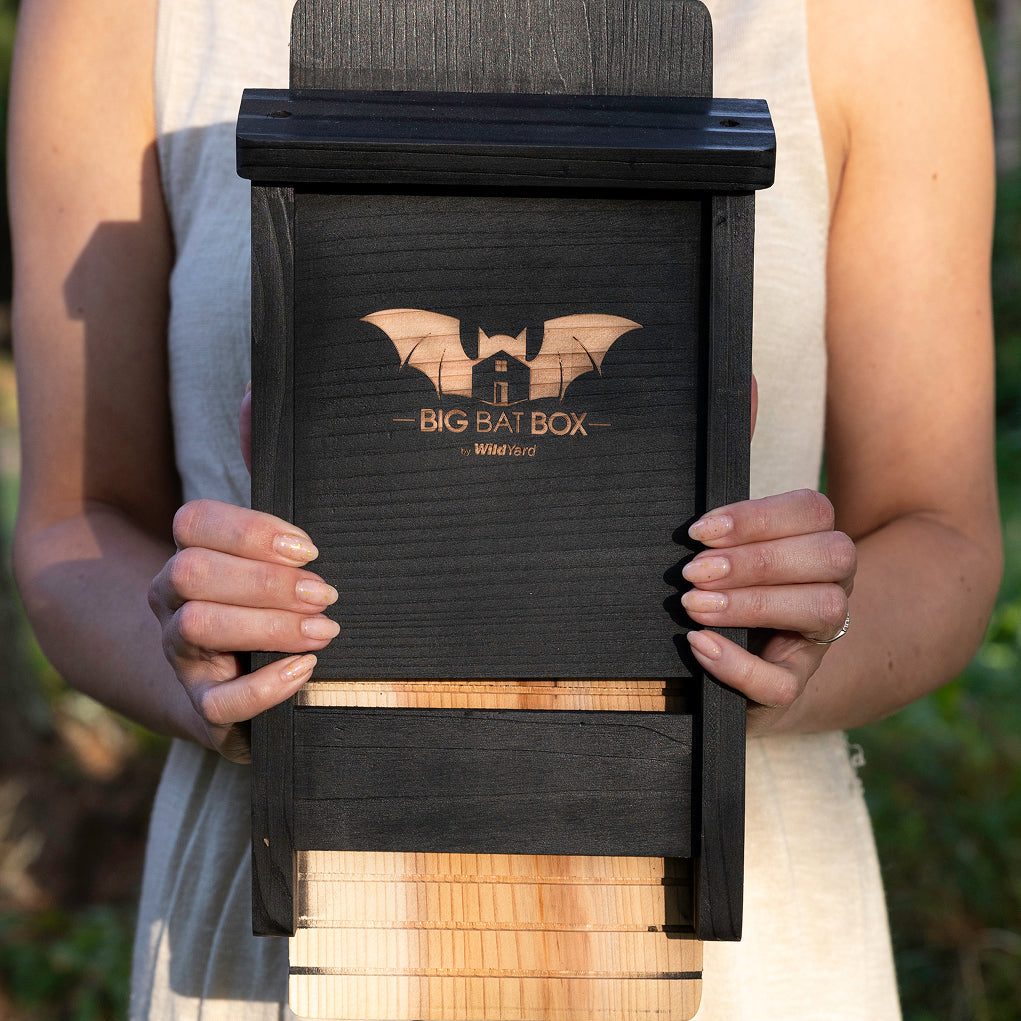 Why Big Bat Box Outperforms the Rest | WildYard Bat Boxes