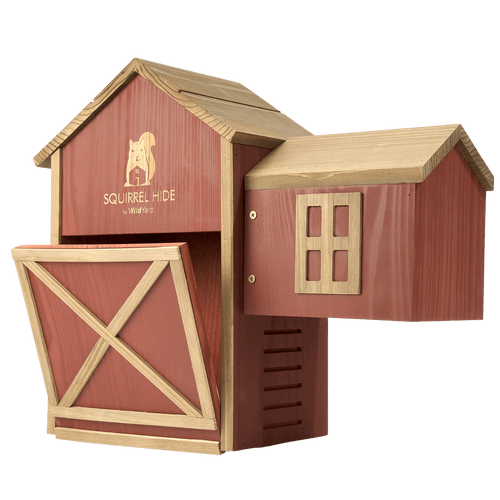 Squirrel Feeder Guide: Types, What to Look For & the Best Setup