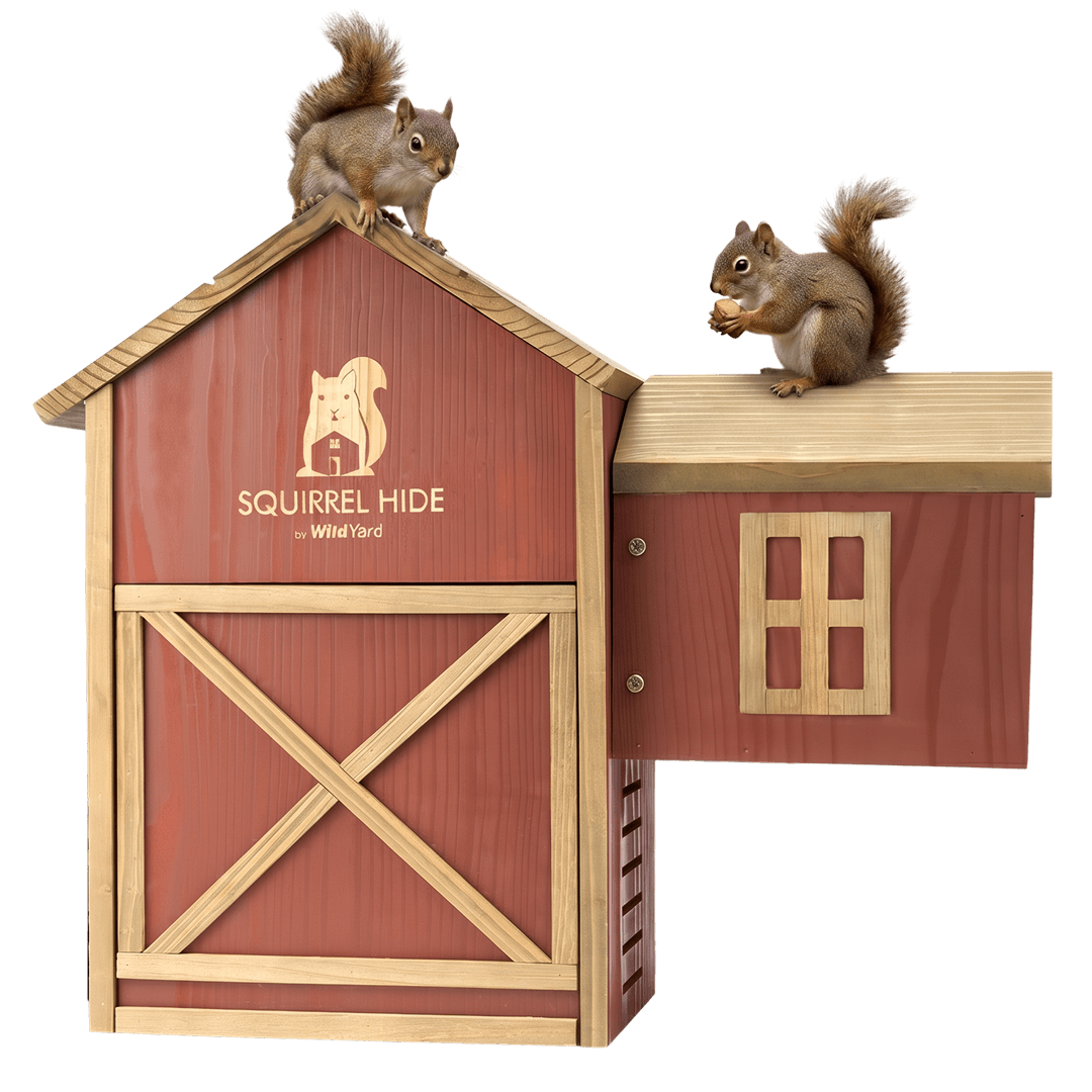 A cedar squirrel house mounted in a backyard tree with squirrels using the natural habitat and feeder.