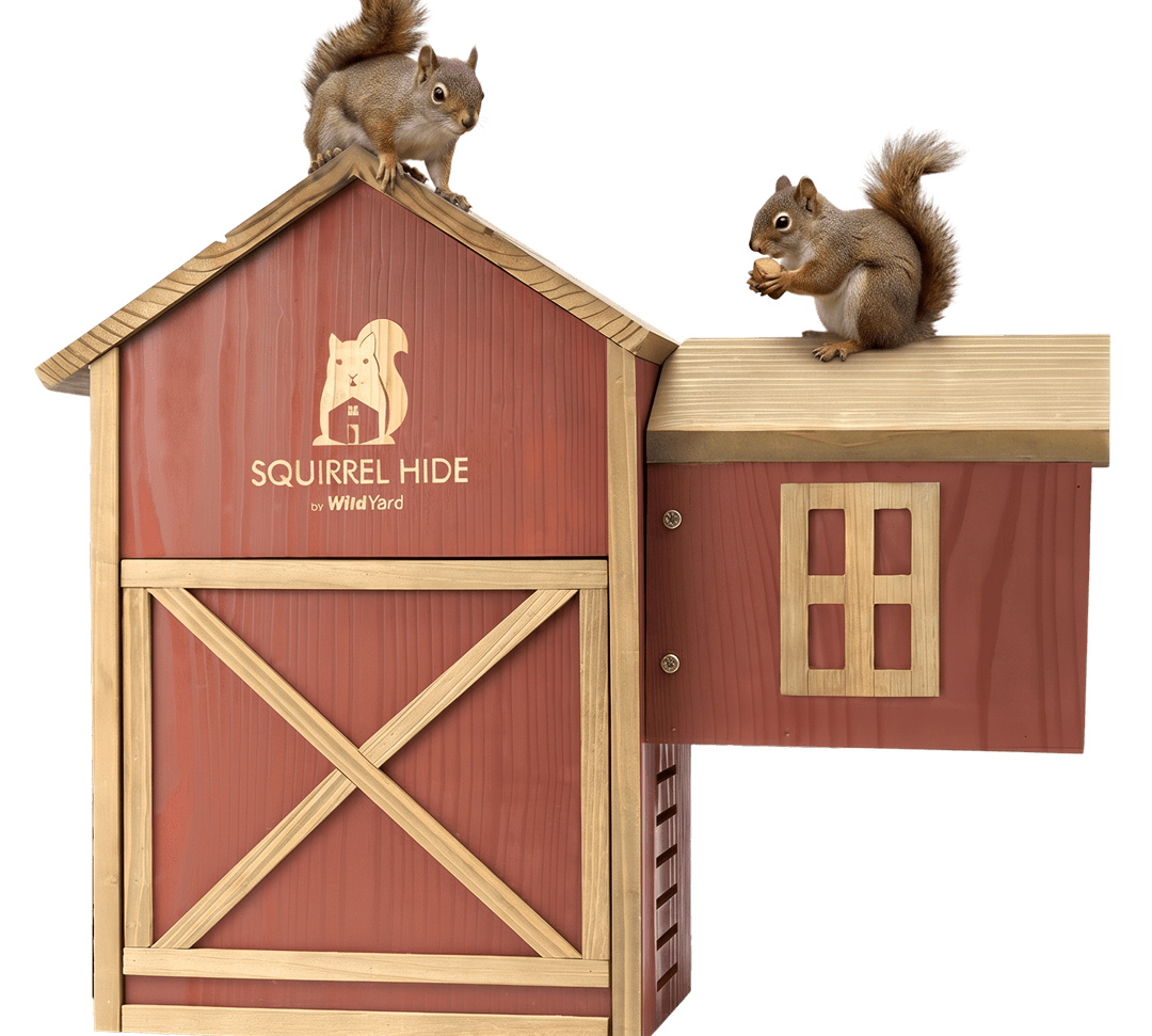 A cedar squirrel house mounted in a backyard tree with squirrels using the natural habitat and feeder.