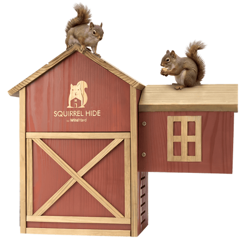 Squirrel House Guide: What It Is, Who It Helps & How to Choose One