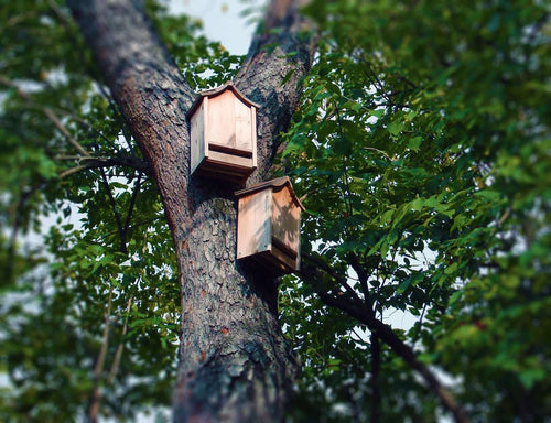 Bat House Pest Control: What Bats Actually Eat in Your Yard