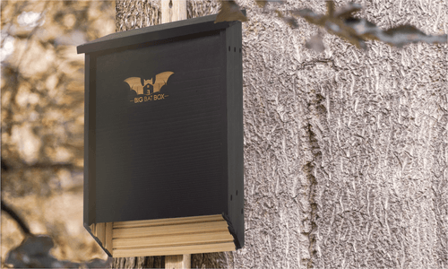 7 Benefits of Bat Houses for Your Yard and Garden