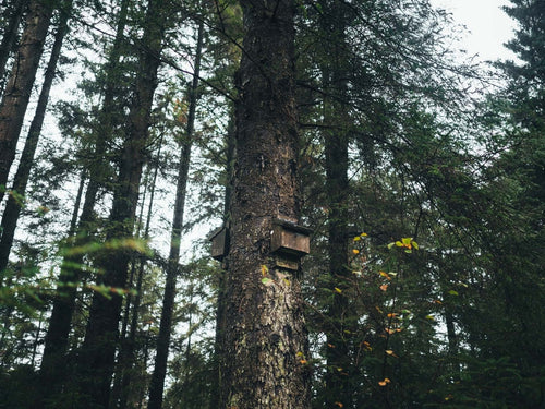 7 Ways to Get Rid of Bats In Your Home