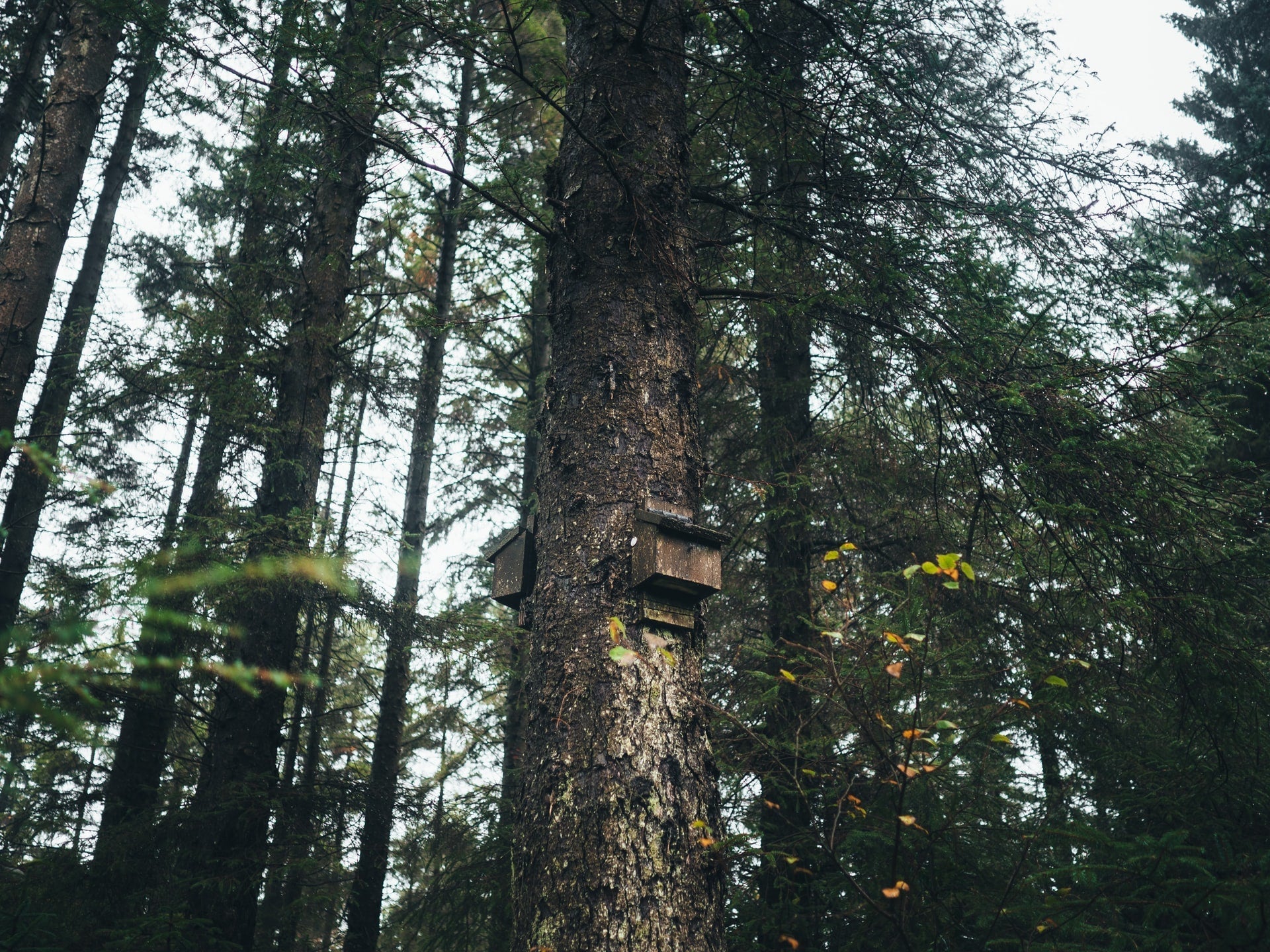 7 Ways to Get Rid of Bats In Your Home