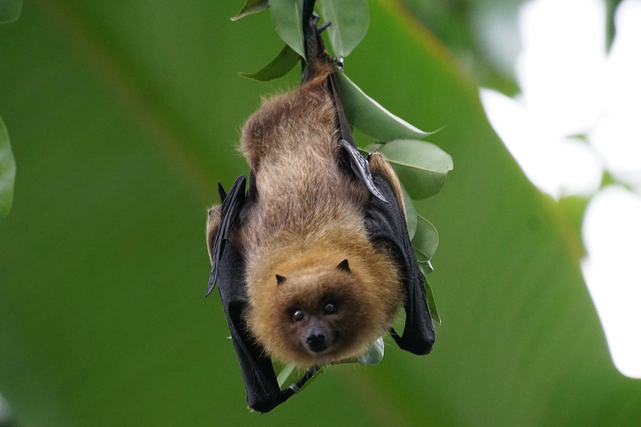Bat Box Placement Guide: How to Get It Right