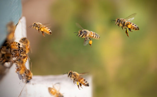 What Do Bees Eat? – A Comprehensive Guide to the Diet of Bees
