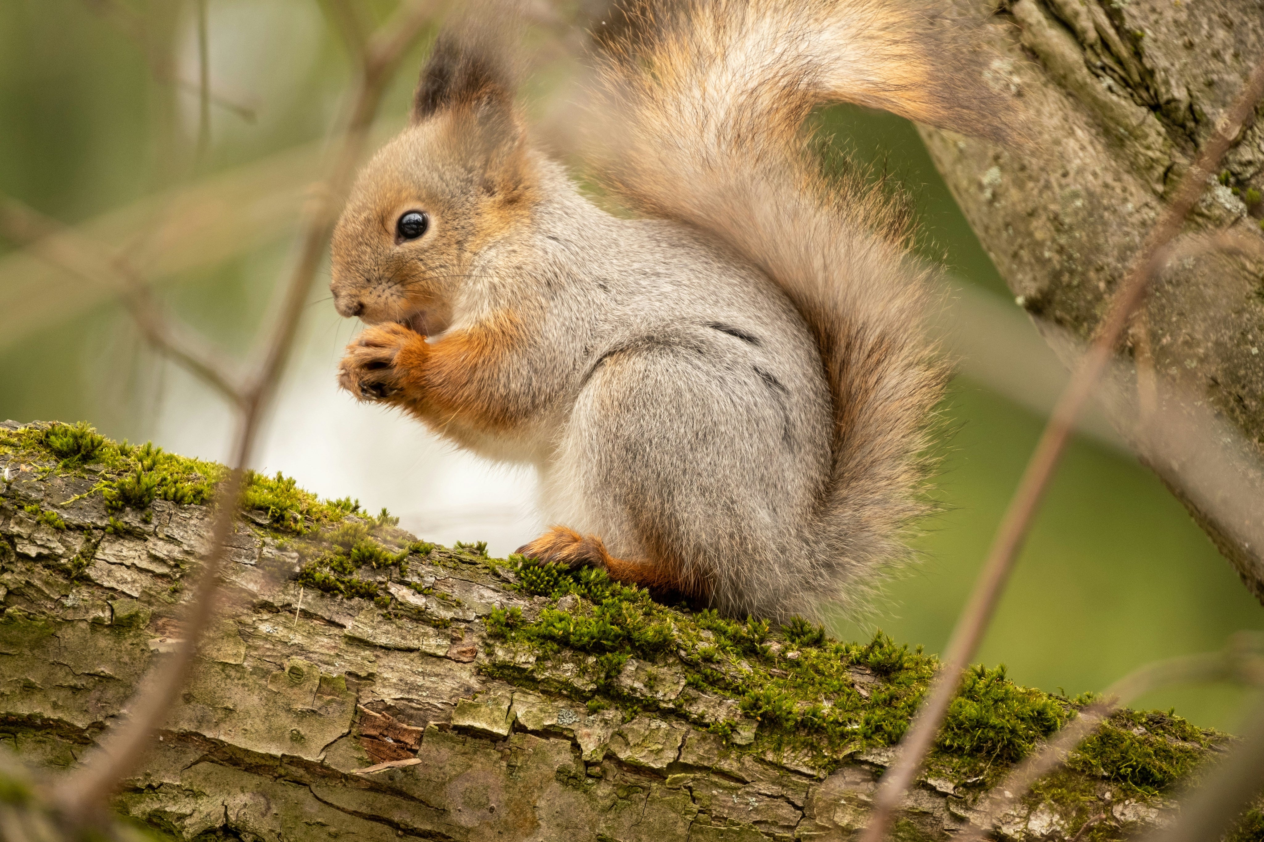When Do Squirrels Have Babies? Breeding Seasons and What to Expect