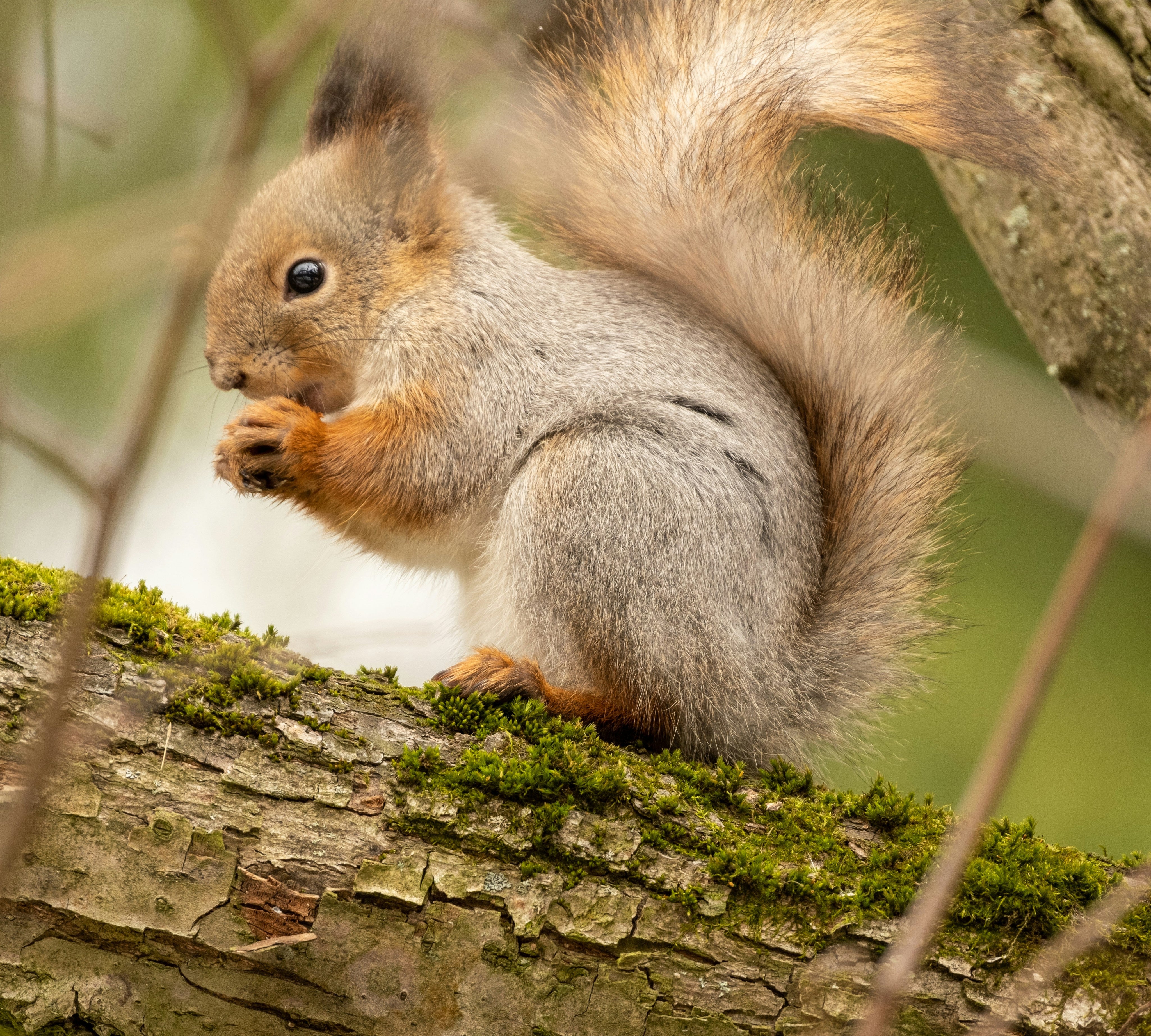 When Do Squirrels Have Babies? Breeding Seasons and What to Expect
