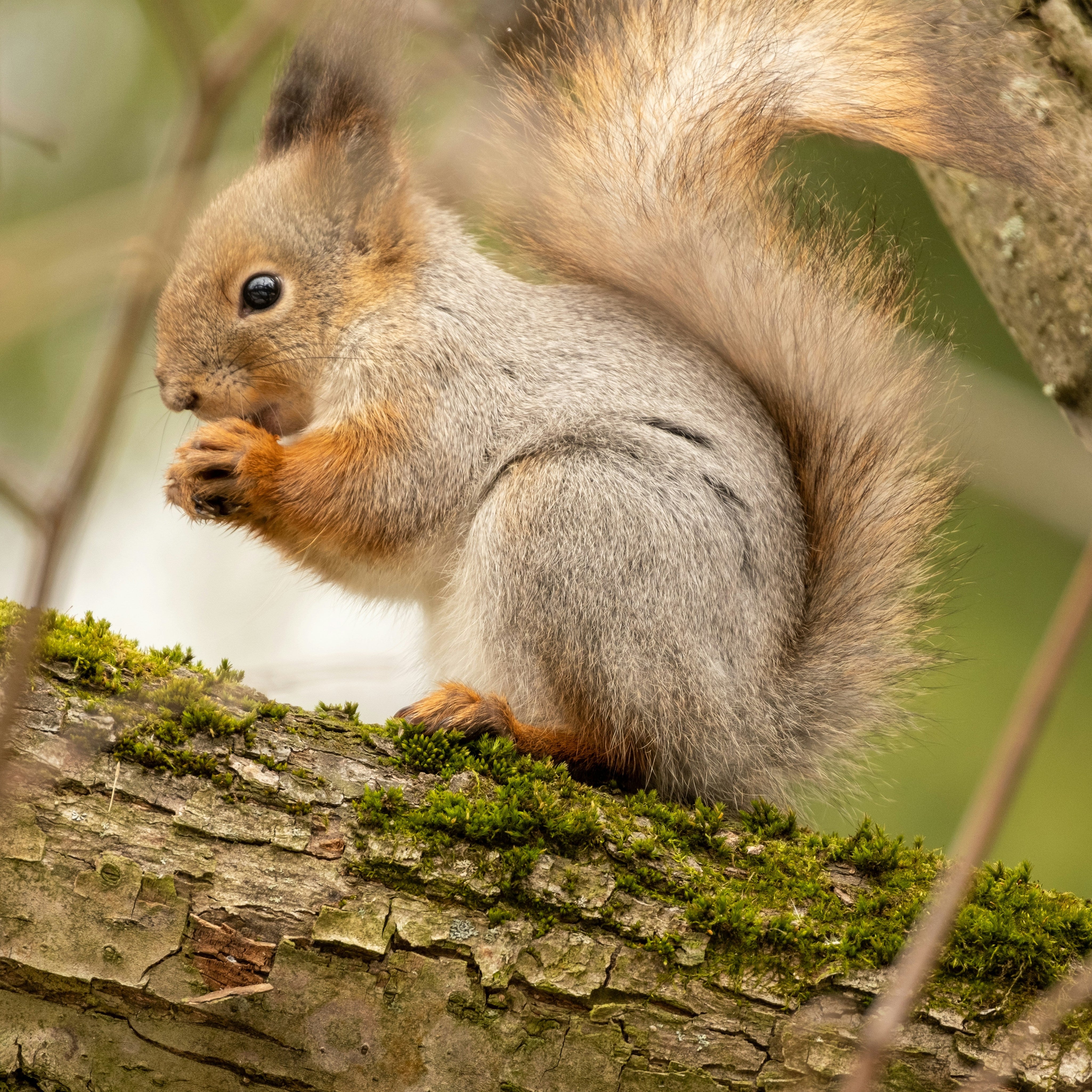 When Do Squirrels Have Babies? Breeding Seasons and What to Expect