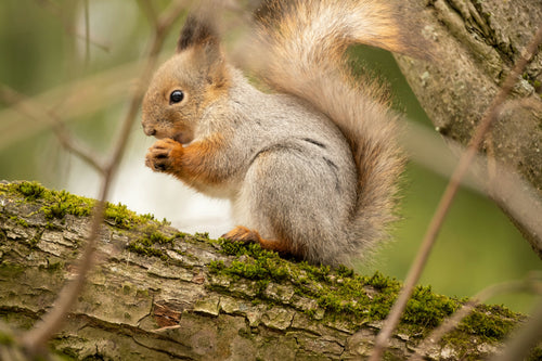 When Do Squirrels Have Babies? Breeding Seasons and What to Expect