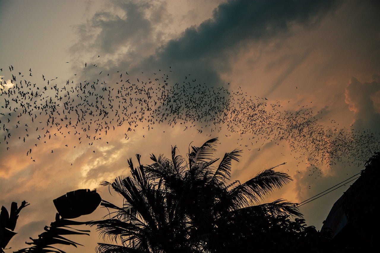 The Night Guardians: The Importance of Bats to Our World | Image by Ben Mayr from Pixabay