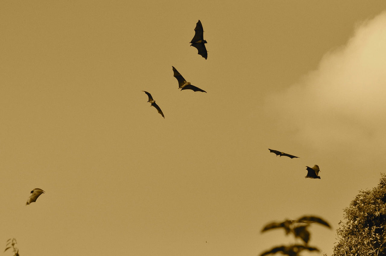 What do bats eat? Learning about bat diets