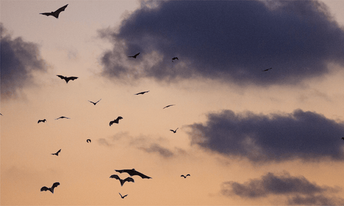 9 Bat Facts: What to Know About the Only Flying Mammal