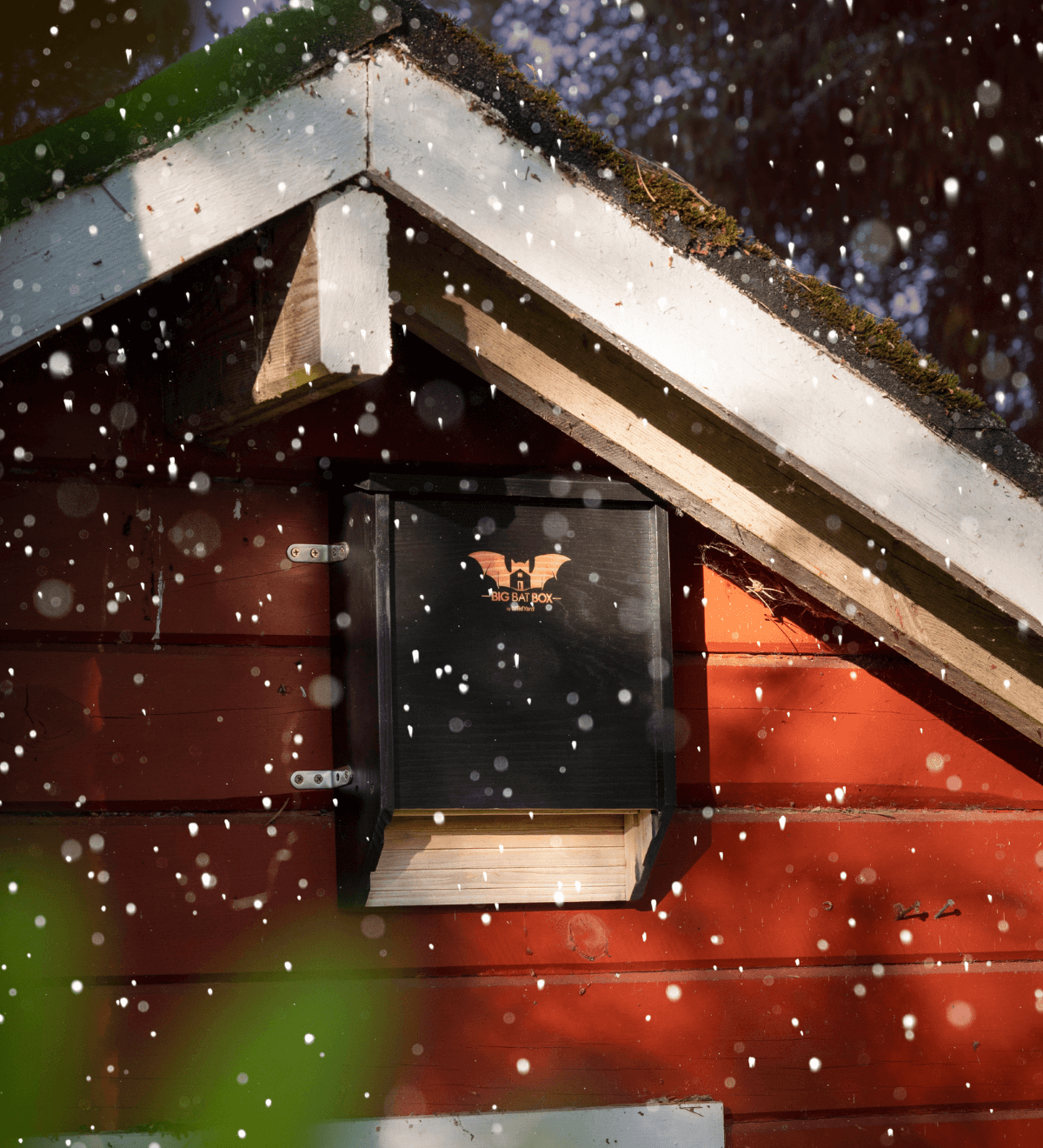 Eco Friendly Bat House for Backyard: The Complete Guide