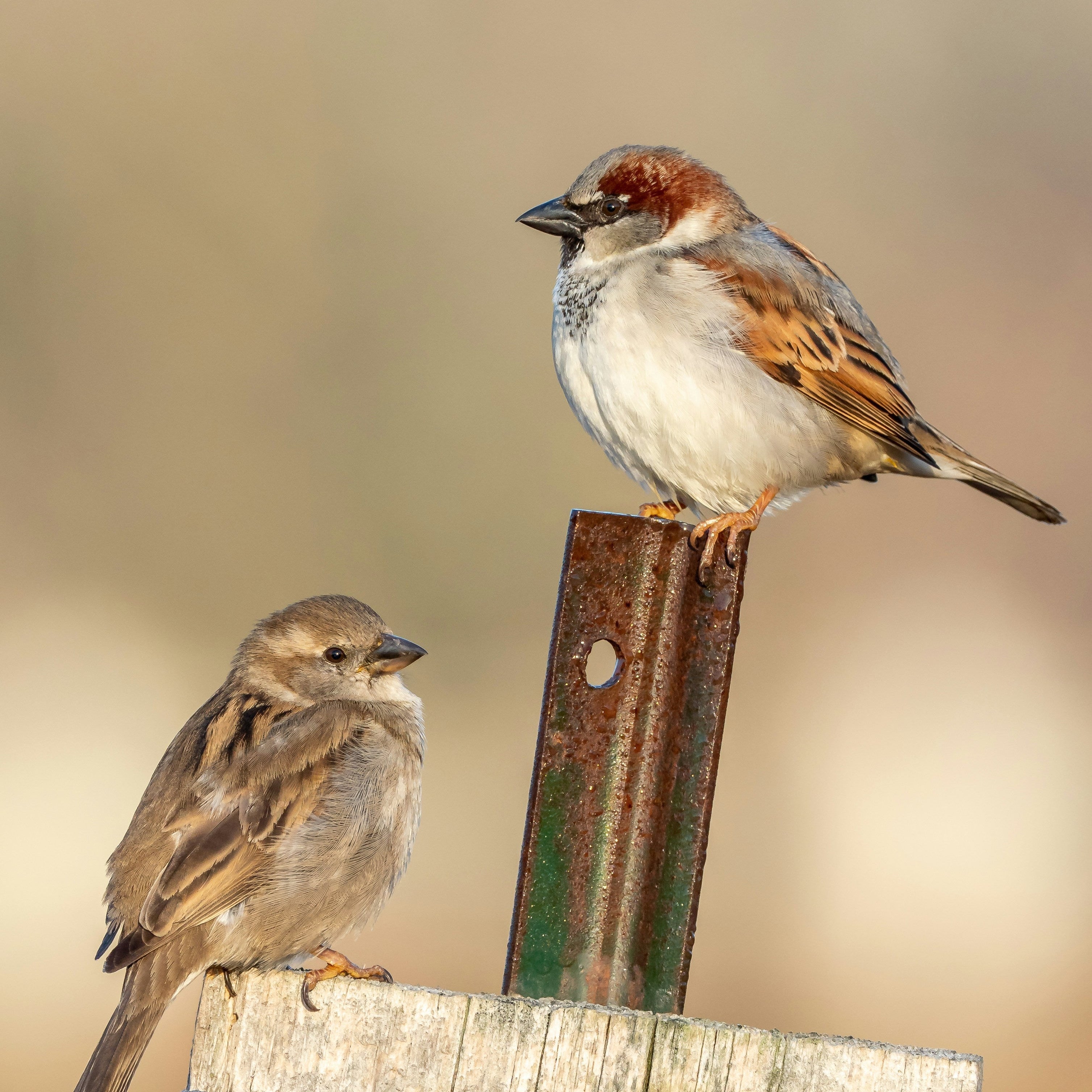 Can You Feed Suet in Summer? Hot Weather Suet, Explained