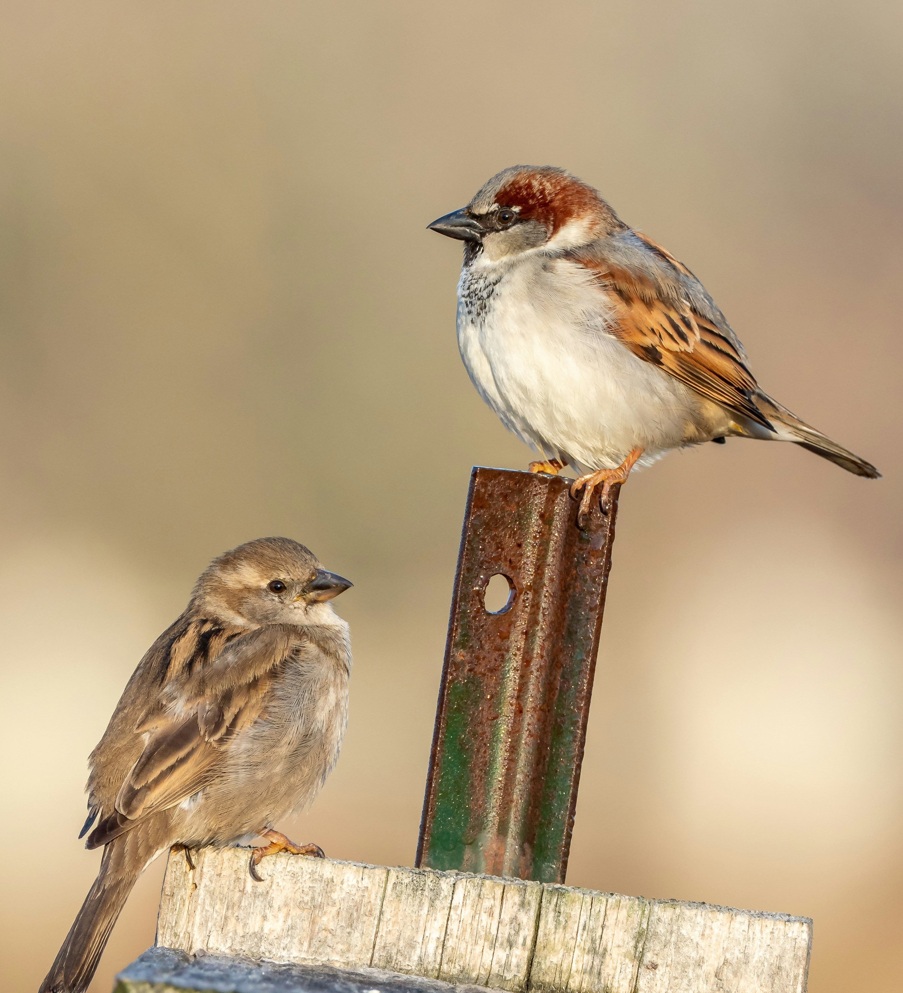 Can You Feed Suet in Summer? Hot Weather Suet, Explained