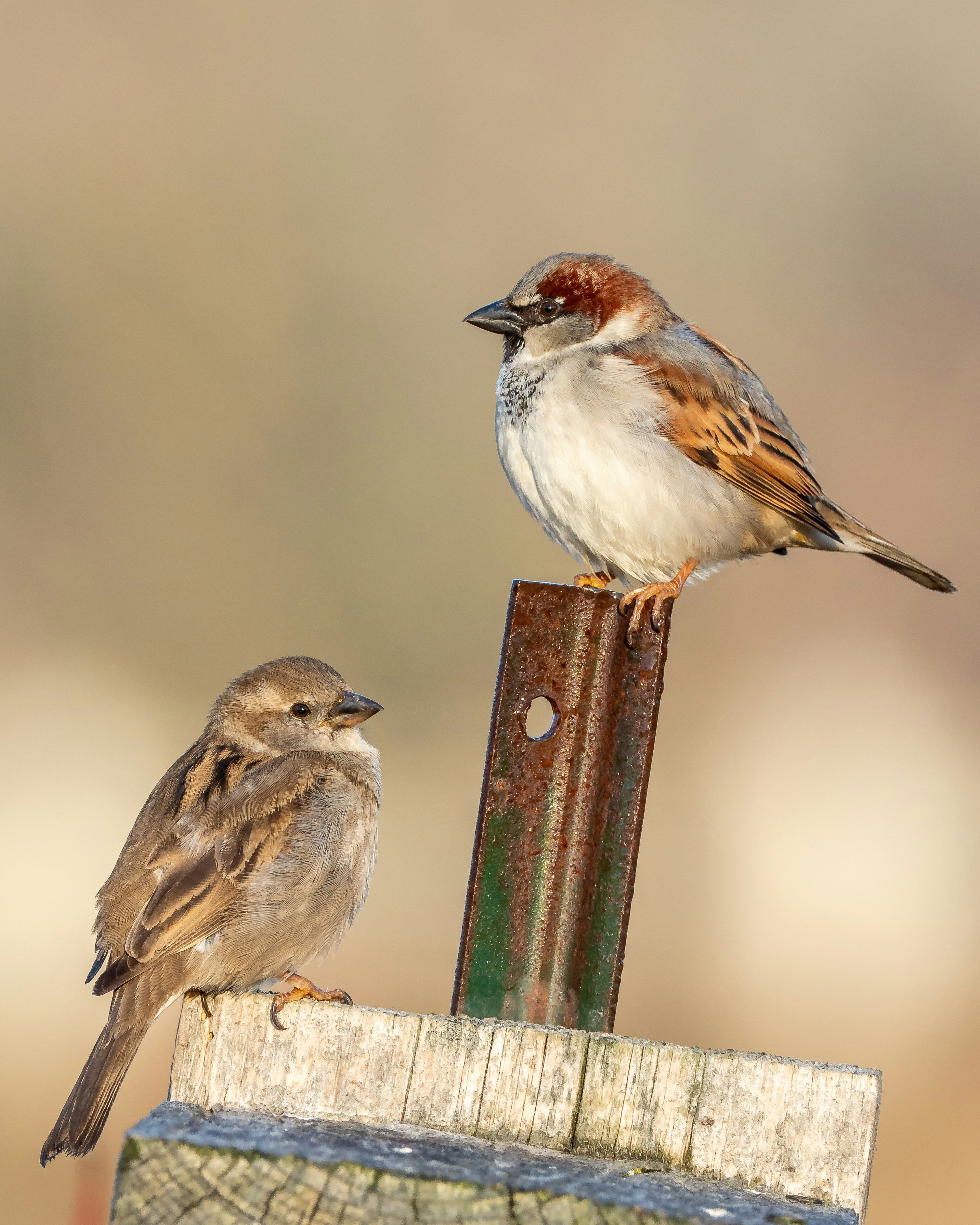 Can You Feed Suet in Summer? Hot Weather Suet, Explained