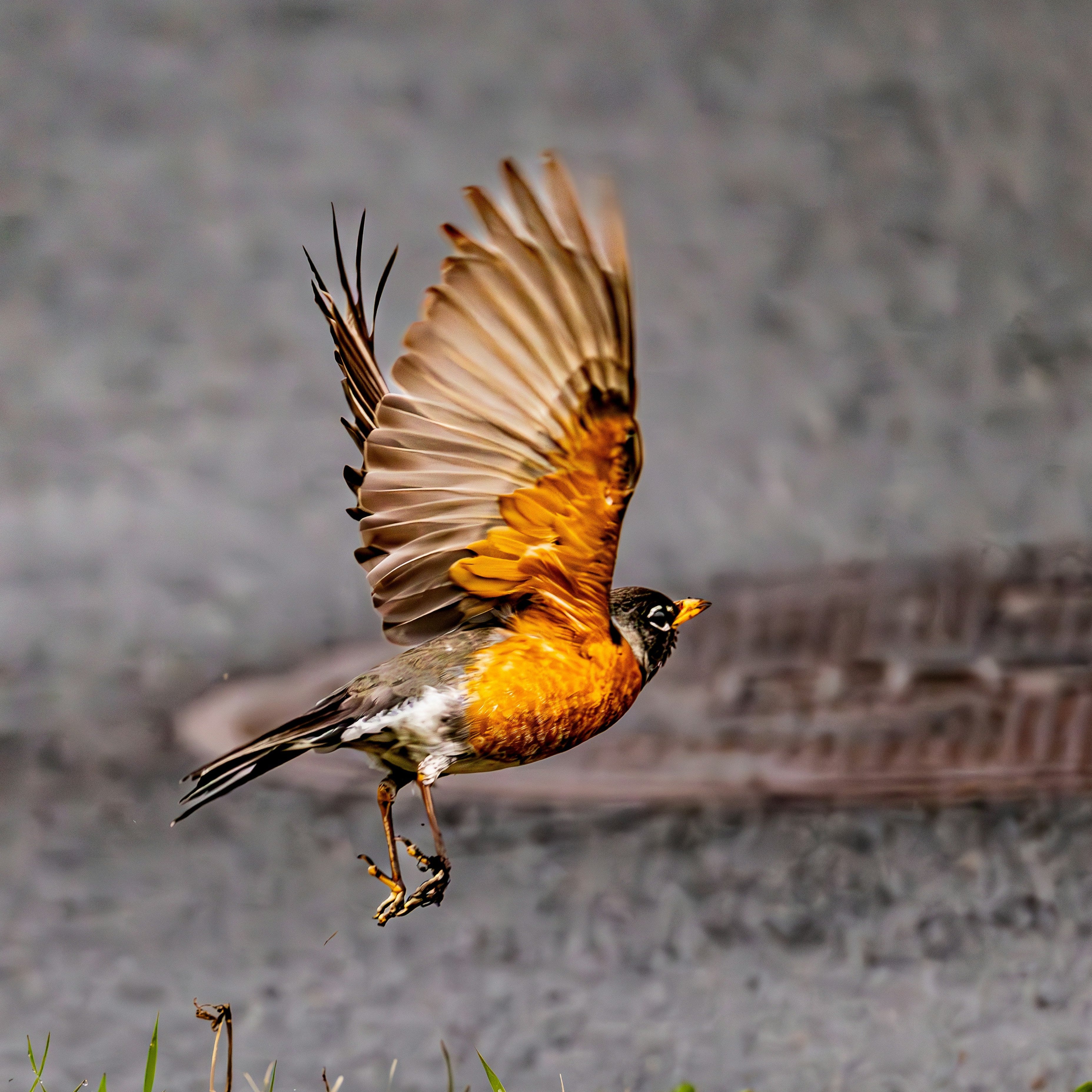 How to Keep Squirrels and Starlings Off Your Suet Feeder