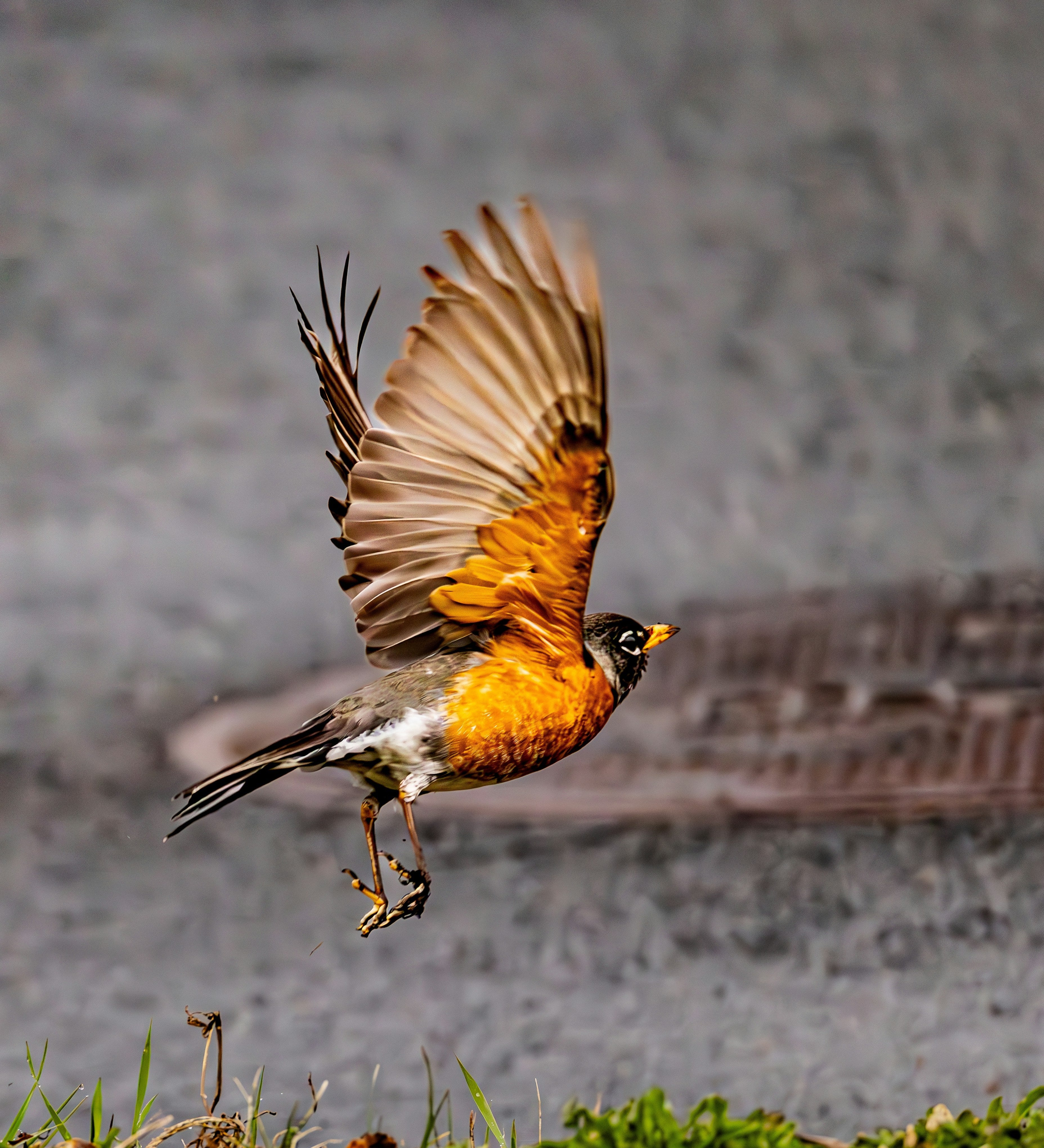 How to Keep Squirrels and Starlings Off Your Suet Feeder
