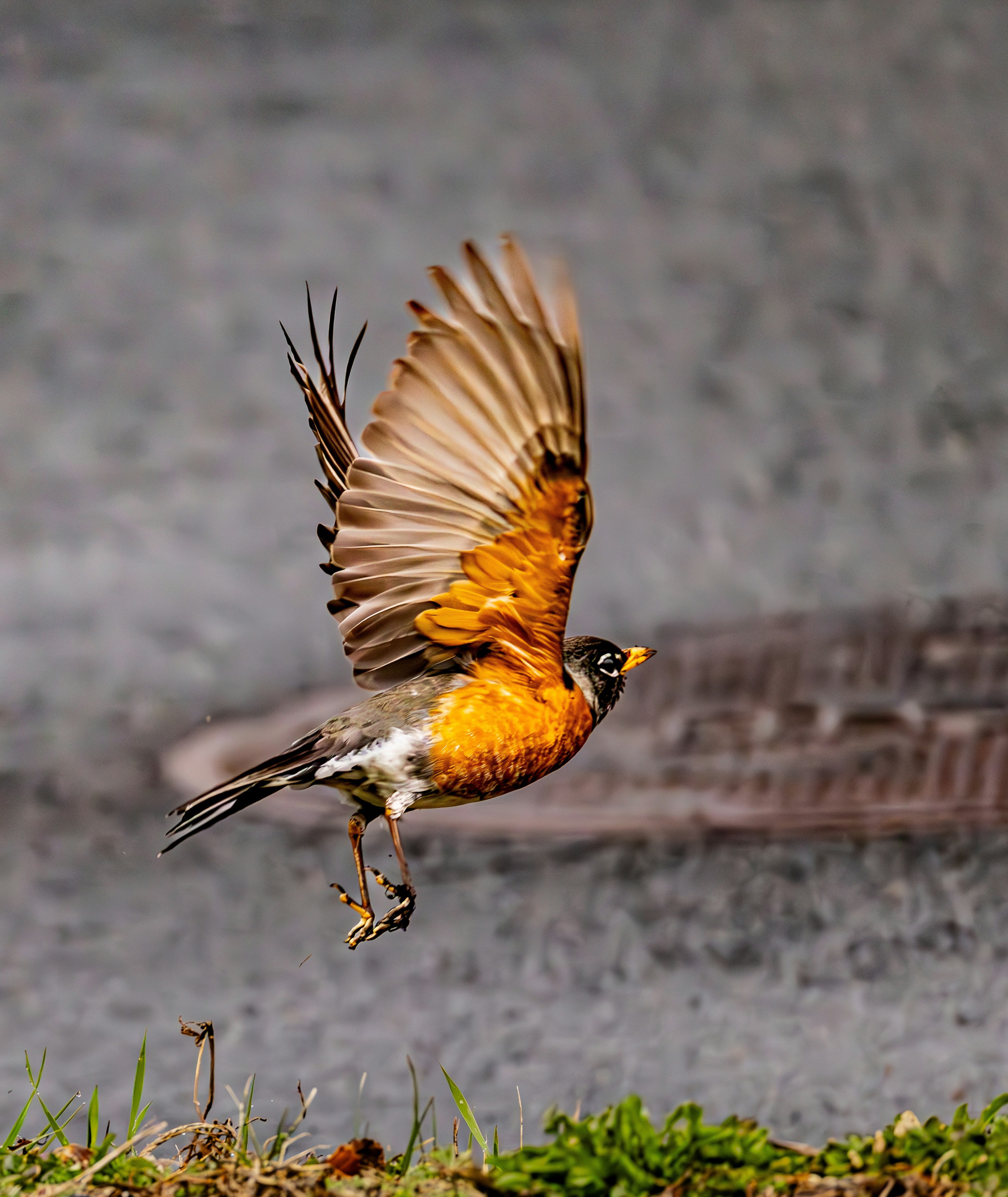 How to Keep Squirrels and Starlings Off Your Suet Feeder