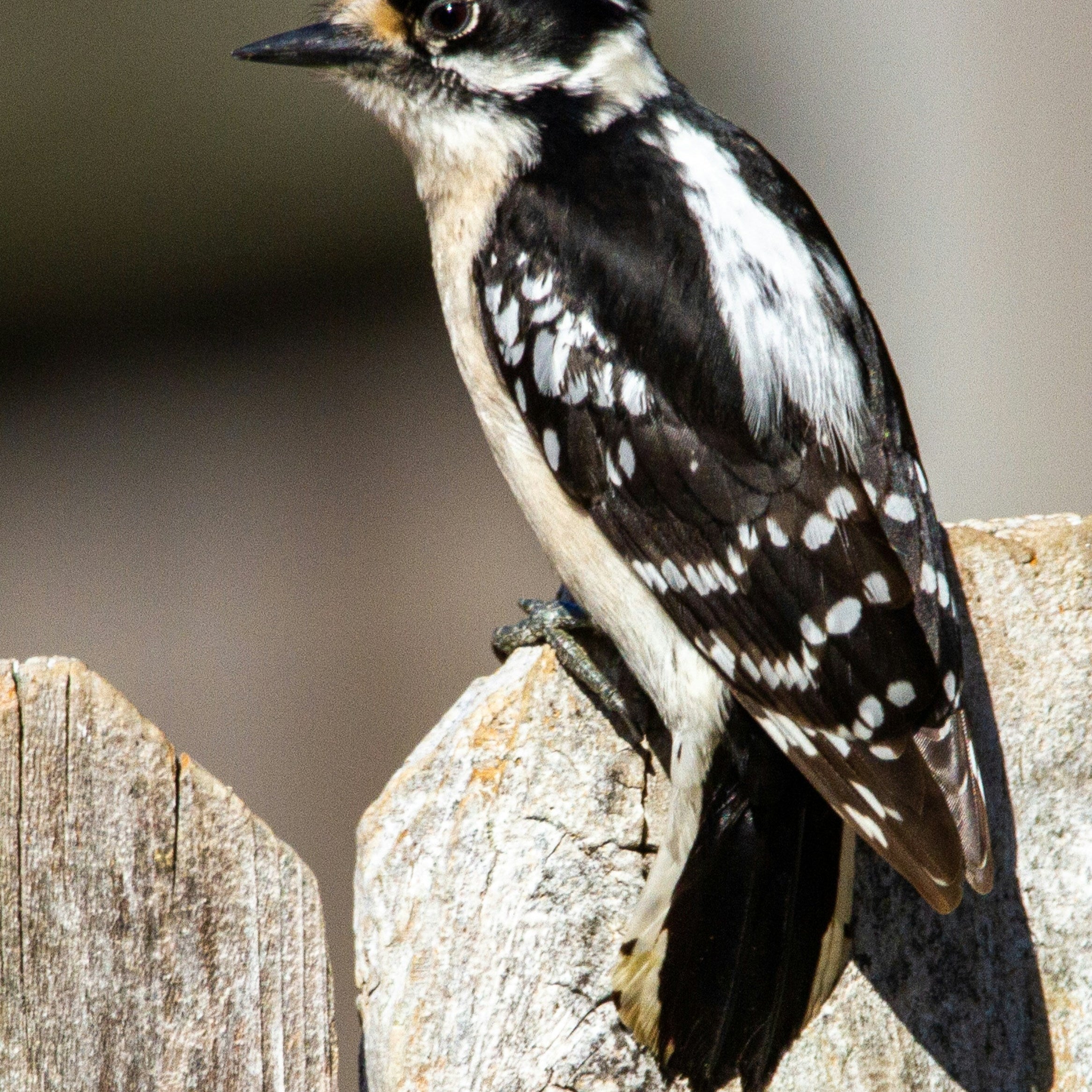 What Birds Eat Suet? The Backyard Species You'll Actually Attract