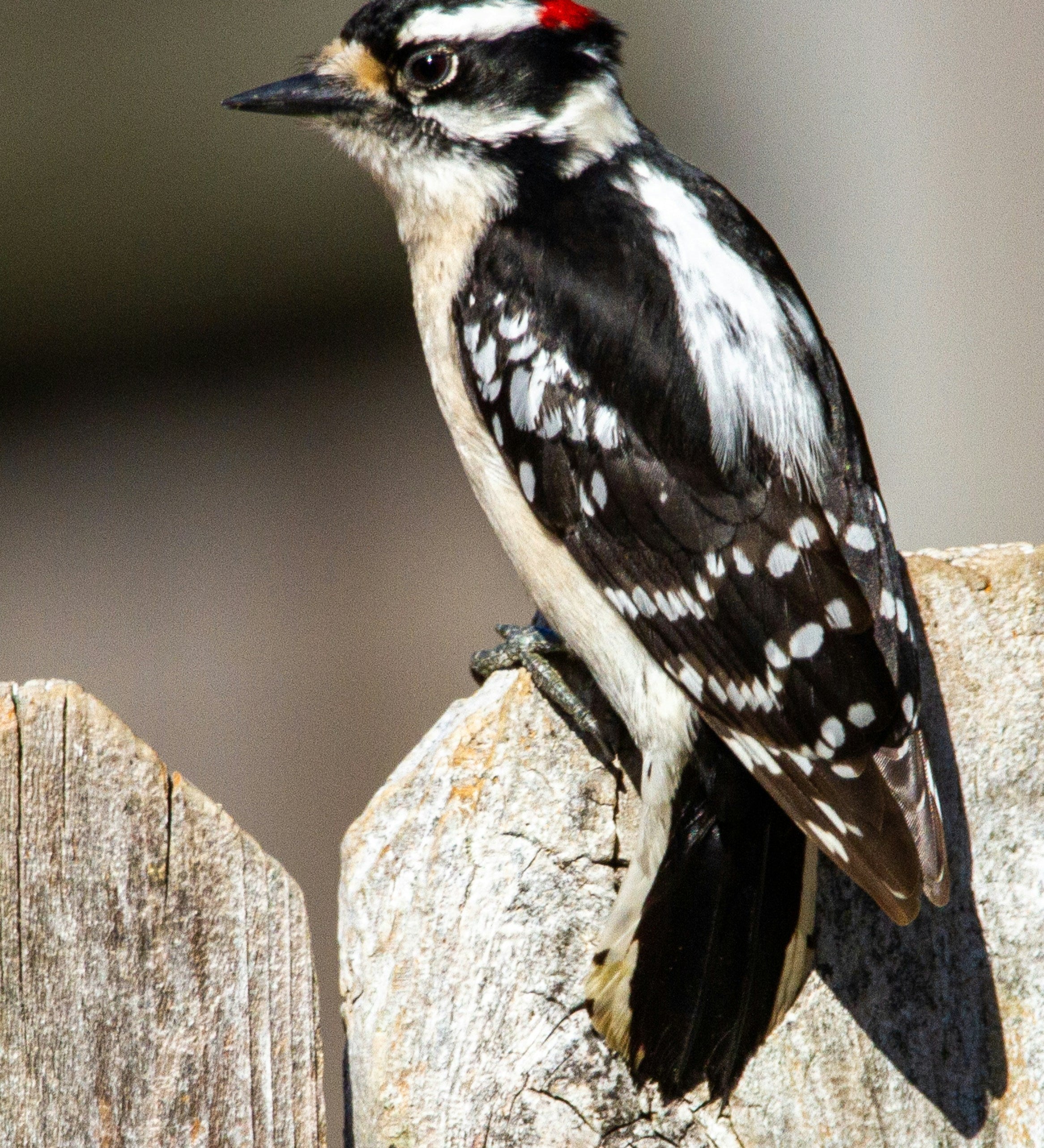 What Birds Eat Suet? The Backyard Species You'll Actually Attract