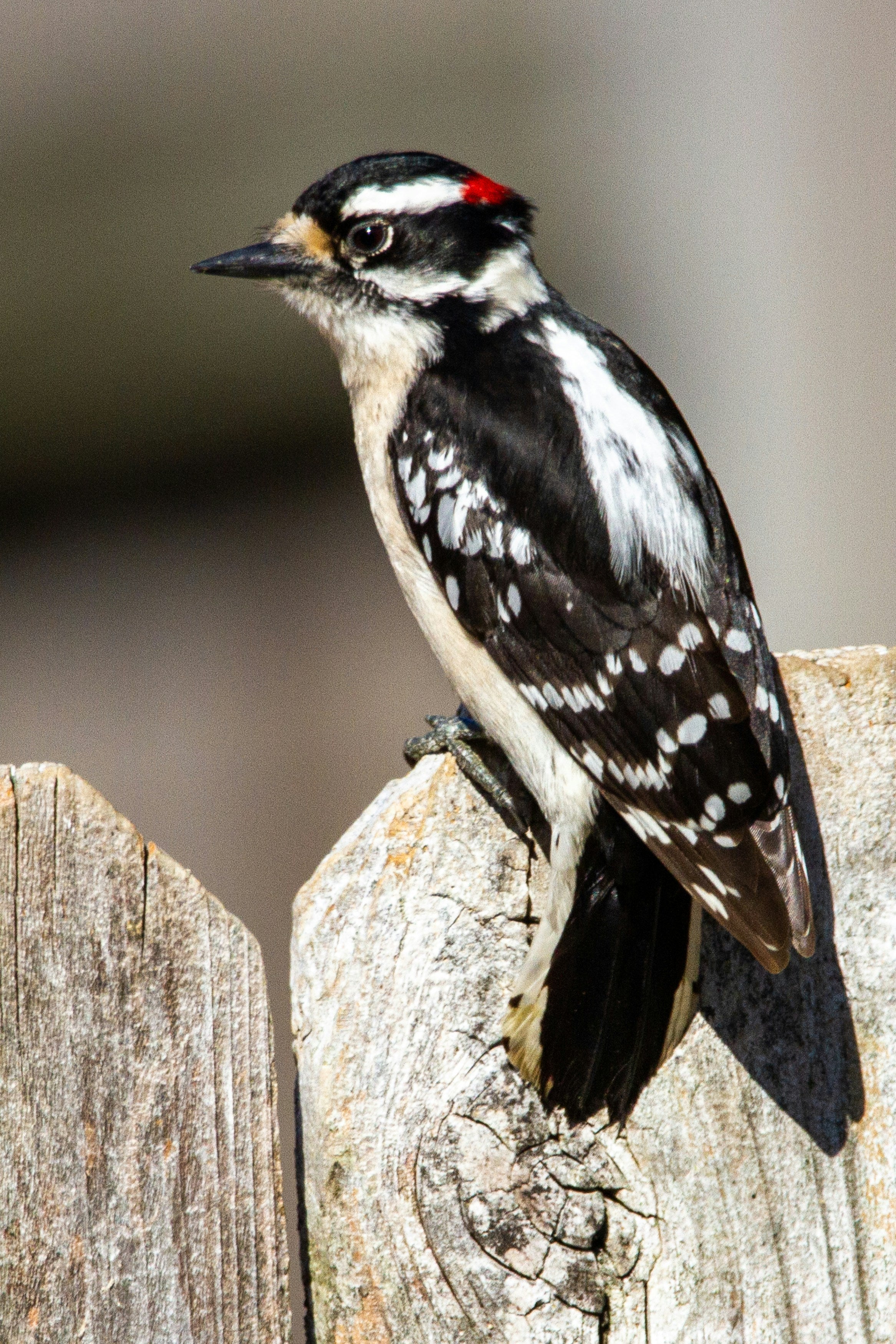 What Birds Eat Suet? The Backyard Species You'll Actually Attract