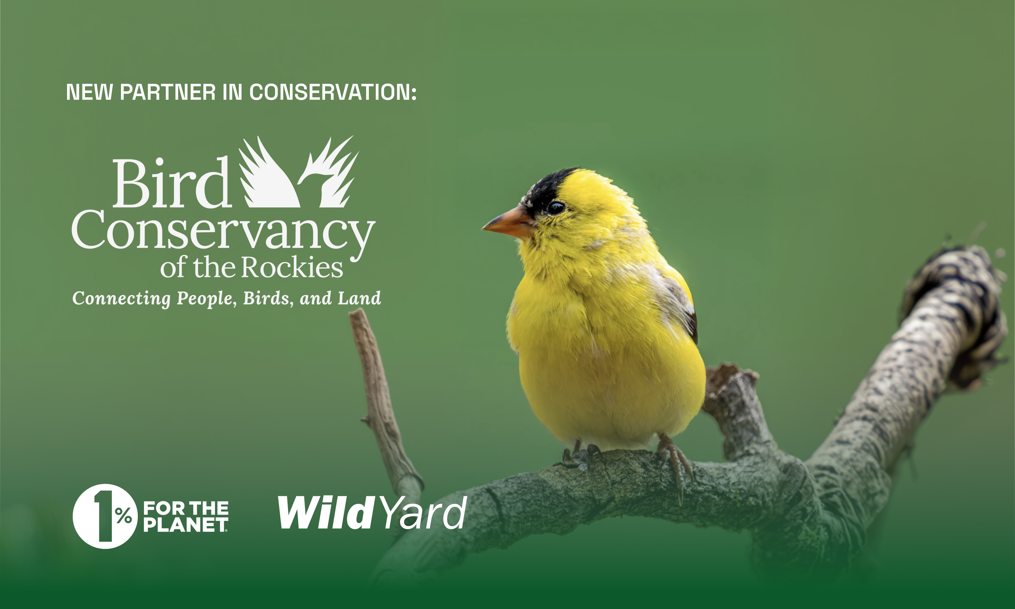 Meet Bird Conservancy of the Rockies: where your 1% goes, and what it funds