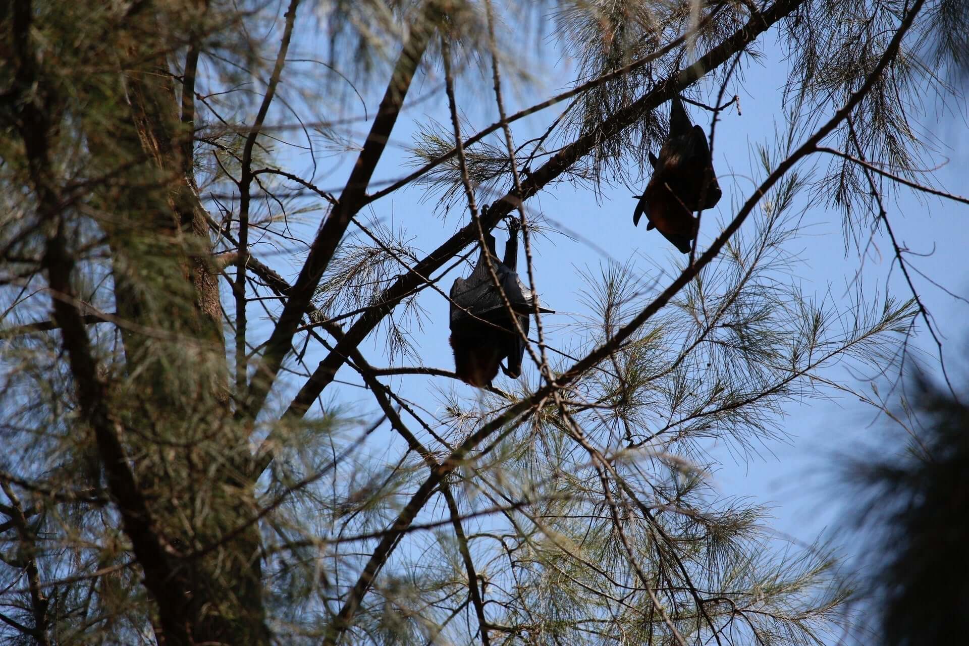 How to attract bats to your bat house