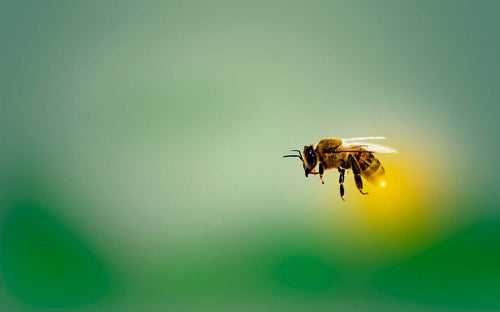 Buzzing Wonders: 12 Fun Facts About Bees That Will Amaze You